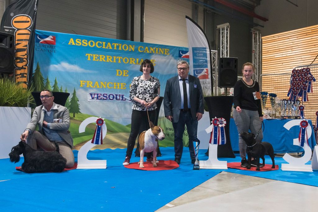 Of Tessa's Dream - Patton Meilleur chien du Groupe 3 à Vesoul