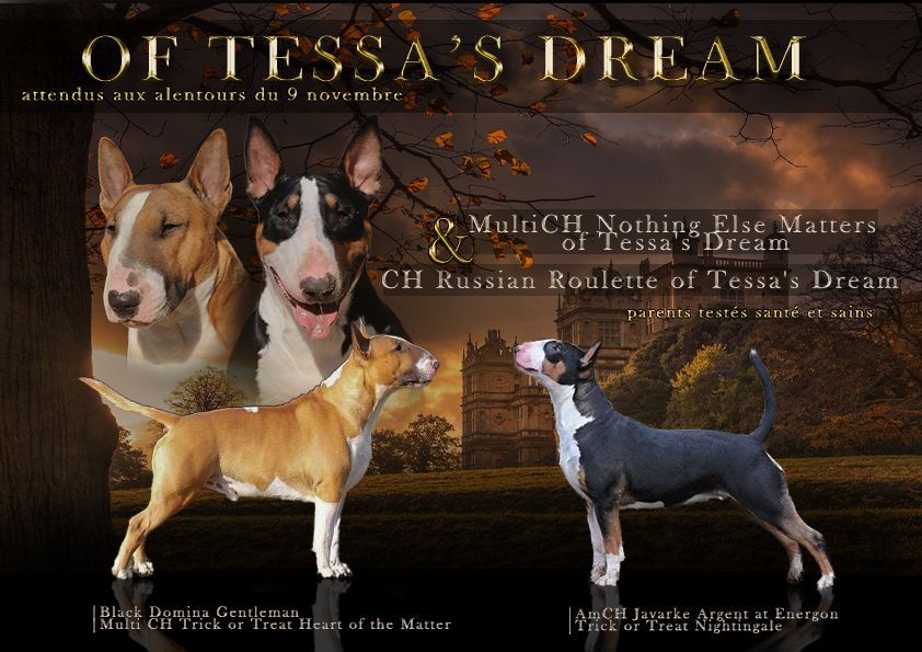 Of Tessa's Dream - Première portée 100% of Tessa's Dream!!