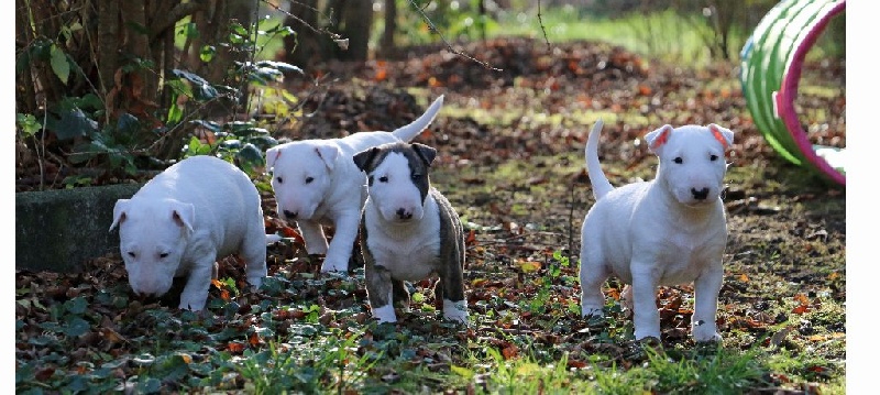 Of Tessa's Dream - Bull Terrier - Portée née le 31/10/2015