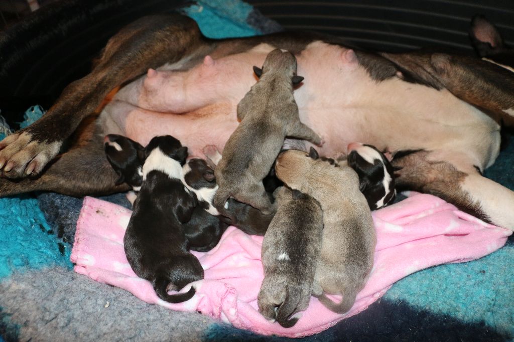 Of Tessa's Dream - Bull Terrier - Portée née le 02/02/2020
