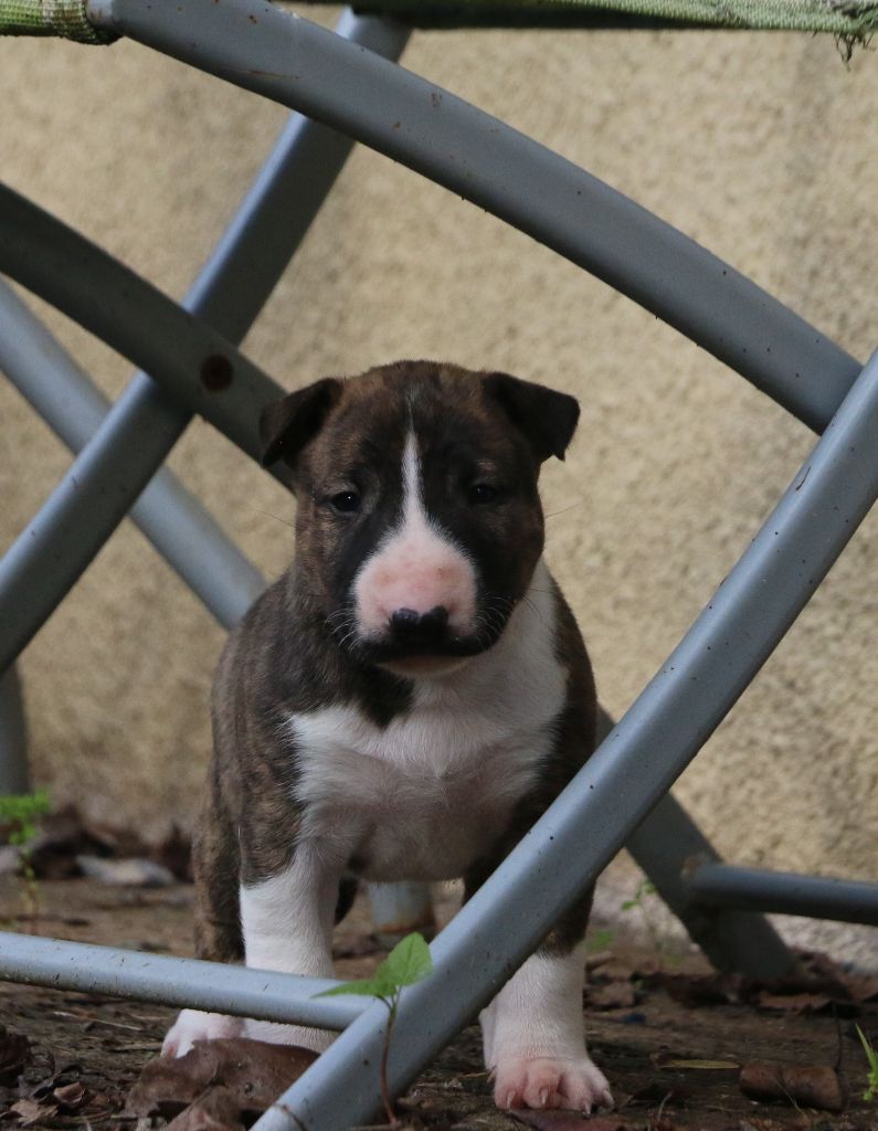 Of Tessa's Dream - Chiot disponible  - Bull Terrier