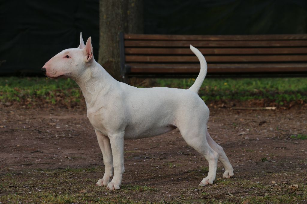 UNFAILLING Mystic pearl