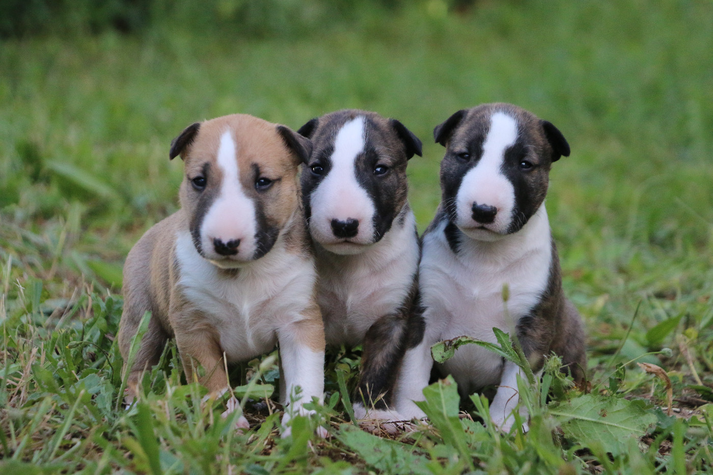 Chiots bull terrier disponibles!