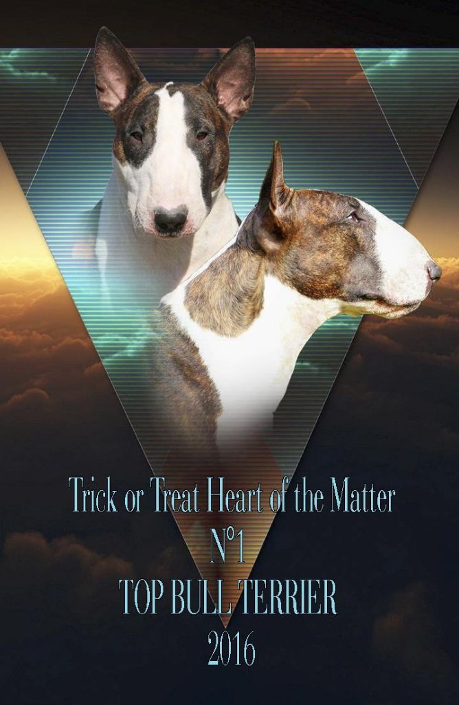 Of Tessa's Dream - Havanna meilleur bull terrier de France en 2016!!