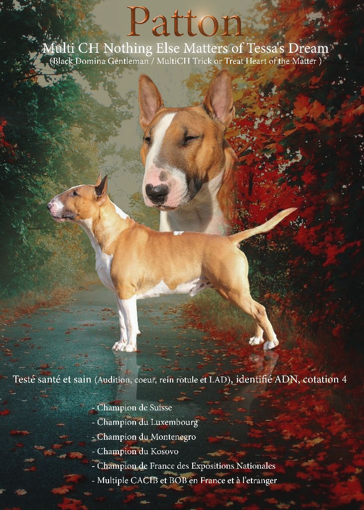 Of Tessa's Dream - MultiCH Nothing Else Matters of Tessa's Dream "Patton"