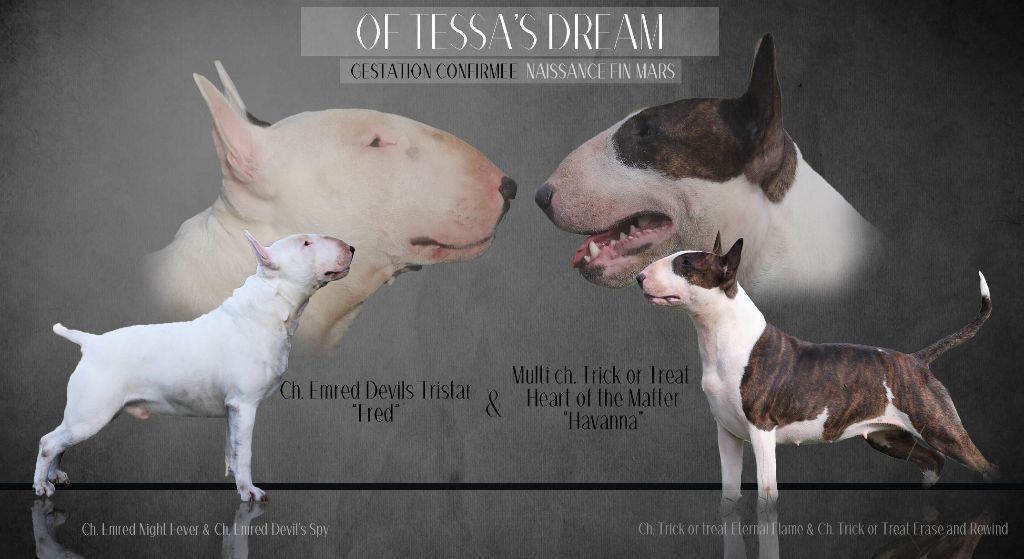 Of Tessa's Dream - Confirmation de gestation!!
