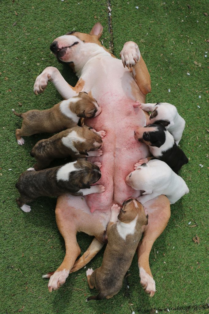 Of Tessa's Dream - Bull Terrier - Portée née le 17/03/2024
