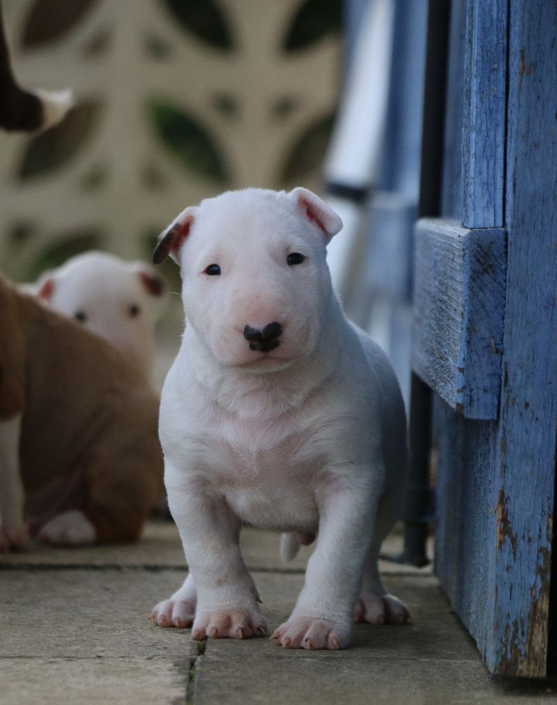 Of Tessa's Dream - Chiots disponibles - Bull Terrier