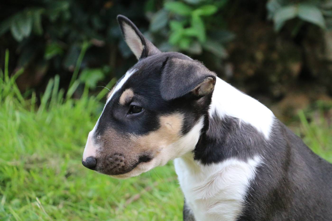 Of Tessa's Dream - Bull Terrier - Portée née le 11/02/2026