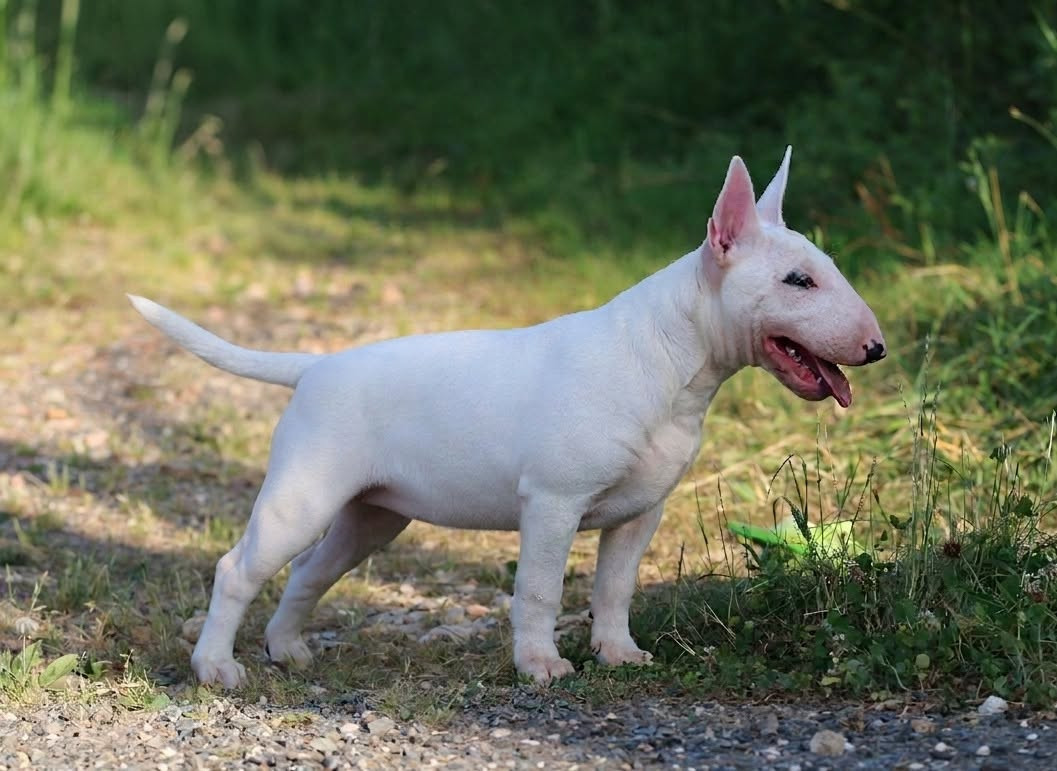 Of Tessa's Dream - Chiots disponibles - Bull Terrier