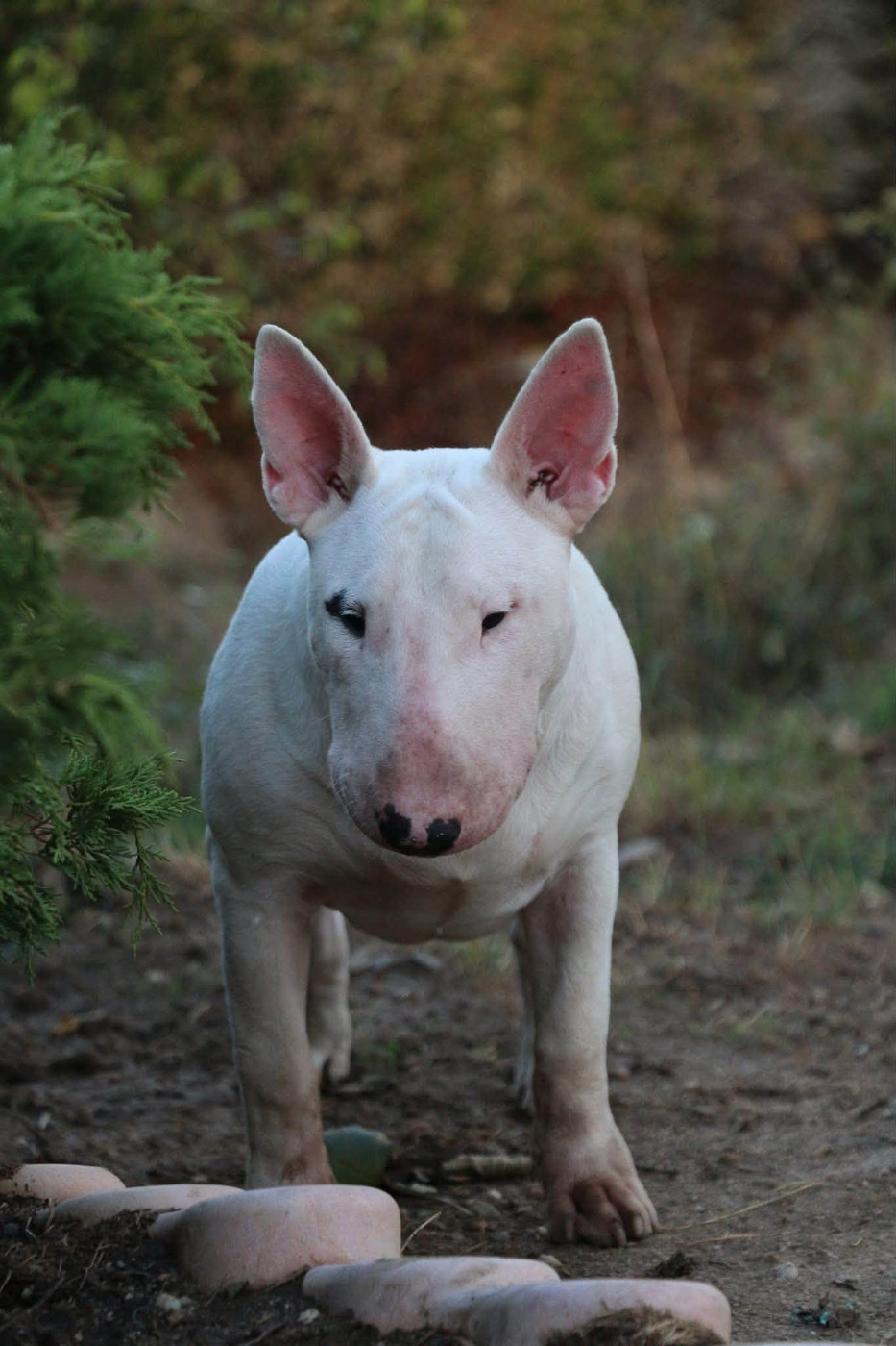 Of Tessa's Dream - Chiots disponibles - Bull Terrier