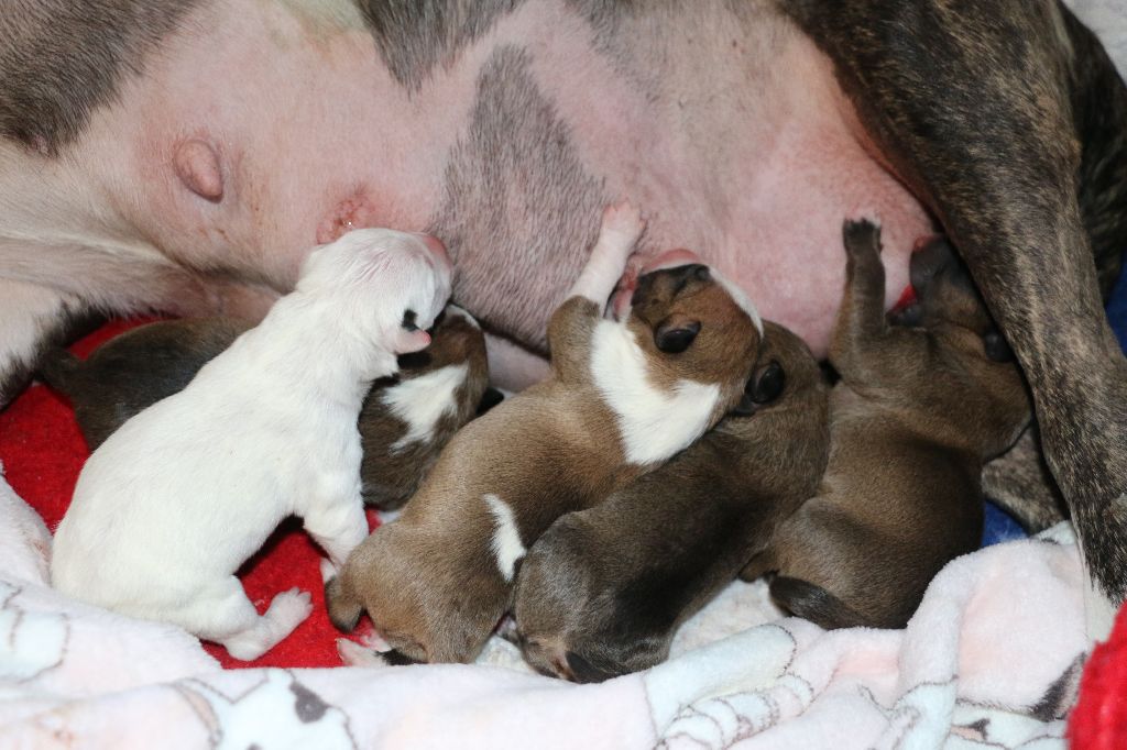 Of Tessa's Dream - Bull Terrier - Portée née le 29/01/2019