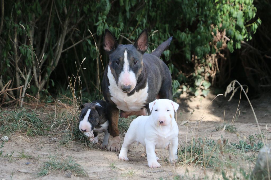 Of Tessa's Dream - Bull Terrier - Portée née le 19/06/2023