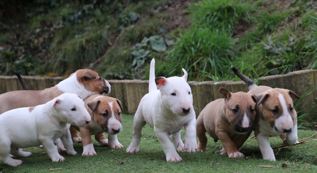 Chiot Bull Terrier Of Tessa's Dream