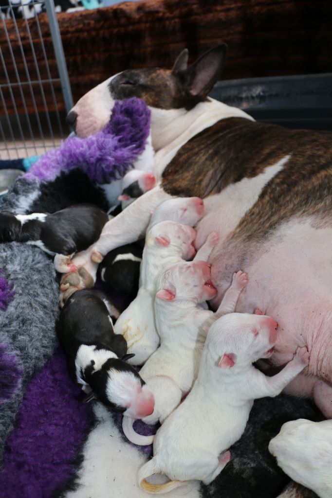 Of Tessa's Dream - Bull Terrier - Portée née le 24/03/2018