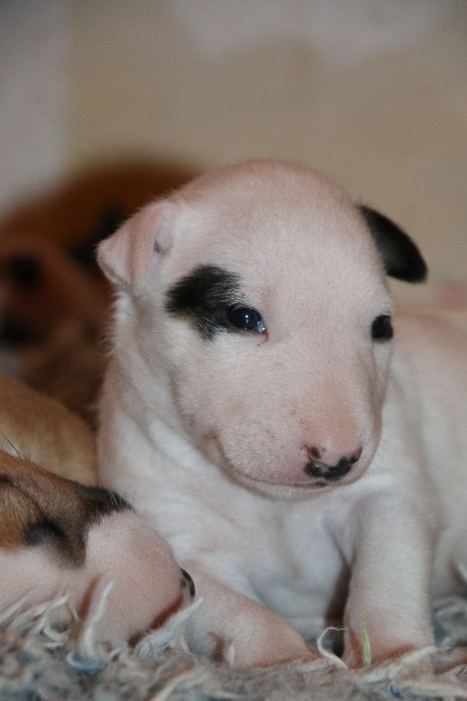 Of Tessa's Dream - Bull Terrier - Portée née le 07/11/2022
