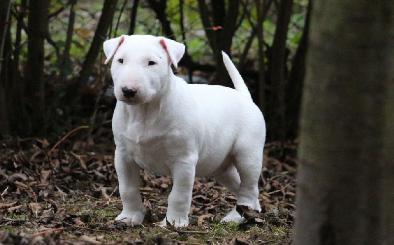 Little White Bear "Duffy"