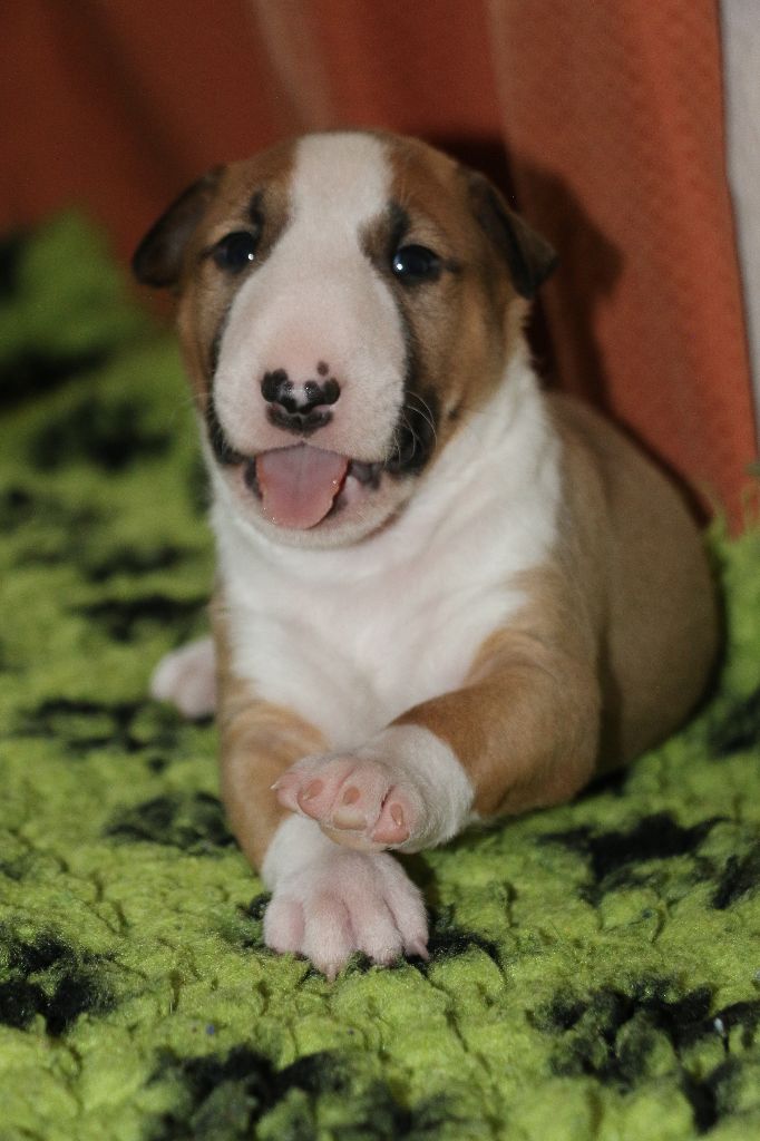 Of Tessa's Dream - Bull Terrier - Portée née le 07/11/2022
